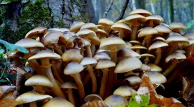 Uncovering the Hidden Work of Mushrooms in South Carolina: asset-mezzanine-16x9