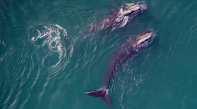 Saving the Right Whale: asset-mezzanine-16x9