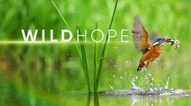 Series Trailer | WILD HOPE: asset-mezzanine-16x9