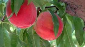 Peaches, Gerbera Daisies, and Garden Tools: asset-mezzanine-16x9