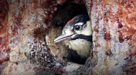 Woodpecker Wars | WILD HOPE: asset-mezzanine-16x9