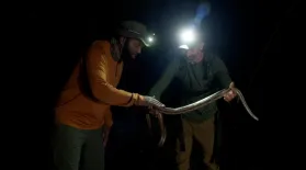 Night Herping in the Suwannee: asset-mezzanine-16x9