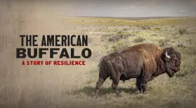 The American Buffalo: A Story of Resilience: asset-mezzanine-16x9