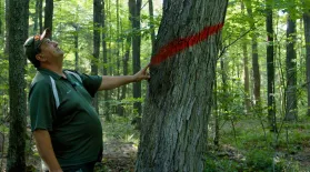 Understory | Can Ancient Wisdom Save the Forests?: asset-mezzanine-16x9