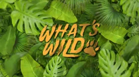 What's Wild: show-mezzanine16x9