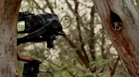How We Film Tiny Animals | Behind the Scenes: asset-mezzanine-16x9