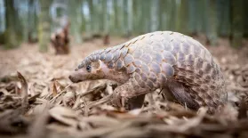 How Pangolins Mate (in Suits of Armor): asset-mezzanine-16x9
