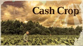Cash Crop: asset-mezzanine-16x9