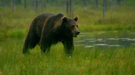 TTC Extra: Bear vs. Man: asset-mezzanine-16x9