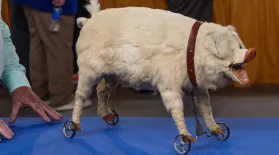 Appraisal: Animated Pig Pull Toy, ca. 1900: asset-mezzanine-16x9
