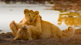 Big Cats Unleashed - Why Being a (Big Cat) Parent is Not Easy: asset-mezzanine-16x9