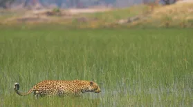 A Male Leopard Has A Surprising Hunting Style: asset-mezzanine-16x9