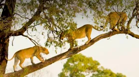 Big Cats Unleashed - Why Are Africa's Big Cats Climbing Trees?: asset-mezzanine-16x9