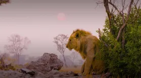 Big Cats Unleashed - Why These Lions are Outcasts in Their Pride: asset-mezzanine-16x9