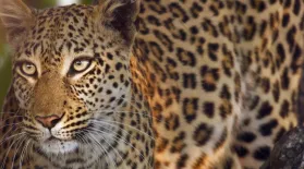 Lions Steal a Starving Leopard's Kill: asset-mezzanine-16x9