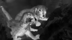 Thermal Cameras Reveal Leopard Cubs: asset-mezzanine-16x9
