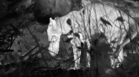 Female Leopard Defending Cubs from Male Leopard Caught on Thermal Camera: asset-mezzanine-16x9
