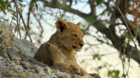 A Lost Lion Cub Faces Nighttime Alone: asset-mezzanine-16x9