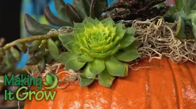 South Pleasantburg Nursery and Growing Hobby: asset-mezzanine-16x9