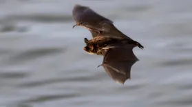 Scientists search for ways to battle a bat-killing fungus: asset-mezzanine-16x9