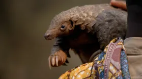 Pangolin Protectors | WILD HOPE: asset-mezzanine-16x9