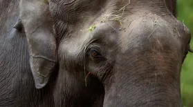 Way of the Elephants | WILD HOPE: asset-mezzanine-16x9