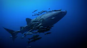 Whale Shark Homecoming | WILD HOPE: asset-mezzanine-16x9