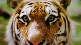 AI of the Tiger | WILD HOPE: asset-mezzanine-16x9