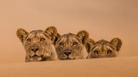 Lions of the Skeleton Coast: asset-mezzanine-16x9