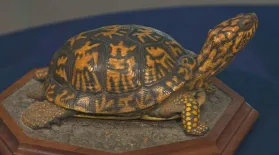Appraisal: Doug Eppes Eastern Box Turtle Carving, ca. 1975: asset-mezzanine-16x9