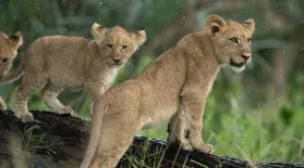 Landlords | Big Cats, Small World: asset-mezzanine-16x9