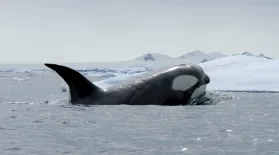 Expedition Killer Whale: asset-mezzanine-16x9