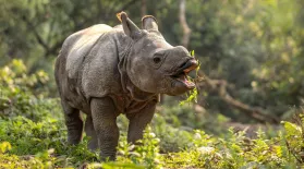 Baby Rhino Copies Mom: asset-mezzanine-16x9