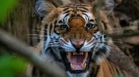 How Nepal Tripled Their Tiger Population: asset-mezzanine-16x9