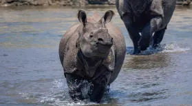 The Rhino Whisperer | In Her Nature: asset-mezzanine-16x9