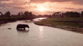 Preview of Katavi: Africa's Fallen Paradise: Salvation: asset-mezzanine-16x9
