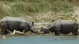 Rhino Loses Horn in Battle: asset-mezzanine-16x9