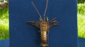 Appraisal: Japanese Copper Spiny Lobster, ca. 1900: asset-mezzanine-16x9
