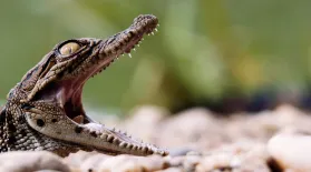 Mass Crocodile Hatching: asset-mezzanine-16x9