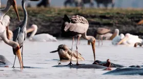 How Birds and Crocs Work Together to Trap Fish: asset-mezzanine-16x9