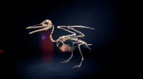 Dino Birds: asset-mezzanine-16x9
