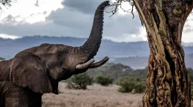 What Kenya is doing to create more open spaces for wildlife: asset-mezzanine-16x9