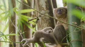 Saving the World’s Rarest Lemurs | In Her Nature: asset-mezzanine-16x9