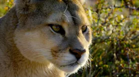 Protecting Mountain Lions in LA: asset-mezzanine-16x9