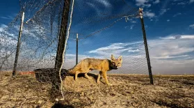 Swift Foxes and the Prairie: asset-mezzanine-16x9