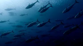 Tagging Tuna to Search for Answers: asset-mezzanine-16x9