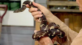 Snakes: asset-mezzanine-16x9