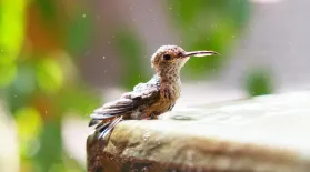 Preview of Hummingbirds of Hollywood: asset-mezzanine-16x9