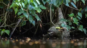 Rare Footage of Sloth Drinking Water: asset-mezzanine-16x9