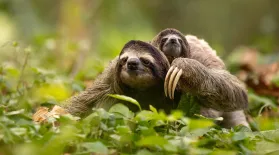 Saving The Slowest Mammal on Earth | In Her Nature: asset-mezzanine-16x9